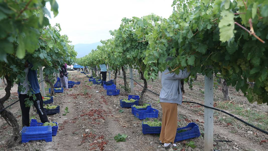 Ata Sarısı'nı don, yağış ve hastalık vurdu. İlk hasatta kilosu 35 liraydı, son hasatta 15 TL'ye düştü - Resim: 3